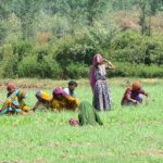 Farmer women are busy in routine work in their field.