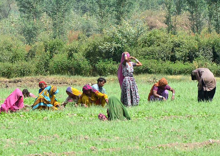 Farmer women are busy in routine work in their field.