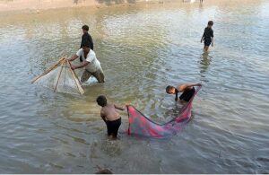Youngsters busy in catching fish with the help of a piece of cloth and net from canal.