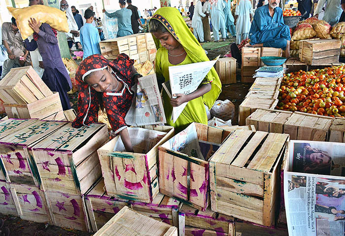 Young girls busy in preparing the wooden boxes for packing tomatoes at Vegetable Market.