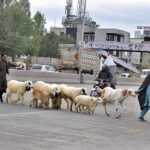 Vendors along with sheep and goat crossing the IJP Road