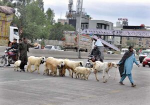 Vendors along with sheep and goat crossing the IJP Road