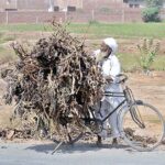 An elderly person loading dry leaves of banana on the rear seat of the cycle for domestic use