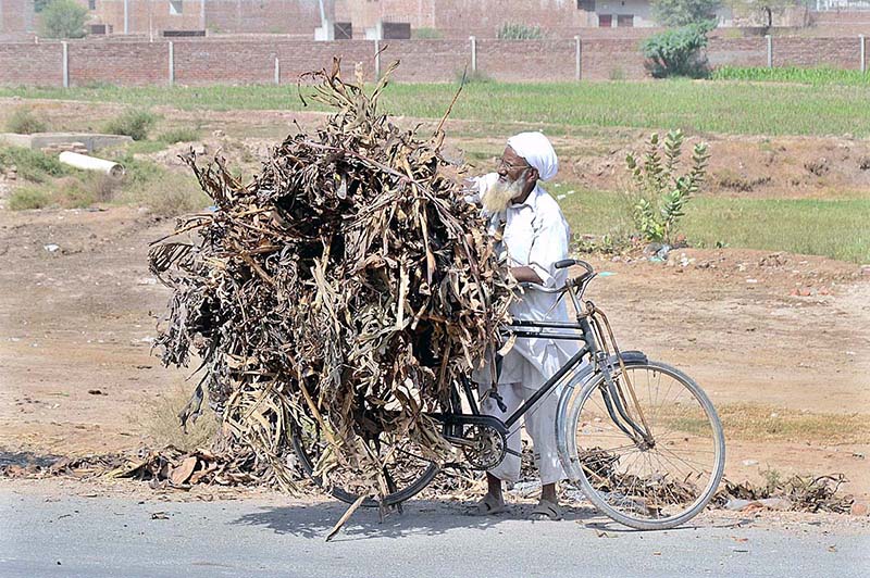 An elderly person loading dry leaves of banana on the rear seat of the cycle for domestic use