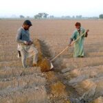 Farmers busy in preparing land for next crop by using old method at Jhang Road