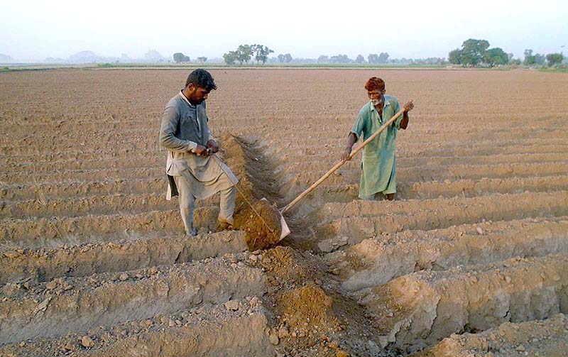 Farmers busy in preparing land for next crop by using old method at Jhang Road