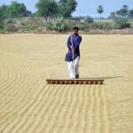 A labourer busy in spreading rice for drying purpose in the field.
