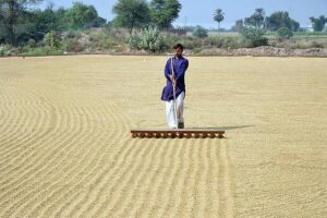 A labourer busy in spreading rice for drying purpose in the field. 