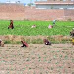 Farmer women are busy in their routine work in the field
