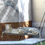 Two lions sitting on swing at Lahore Zoo on the occasion of World Animal Day.