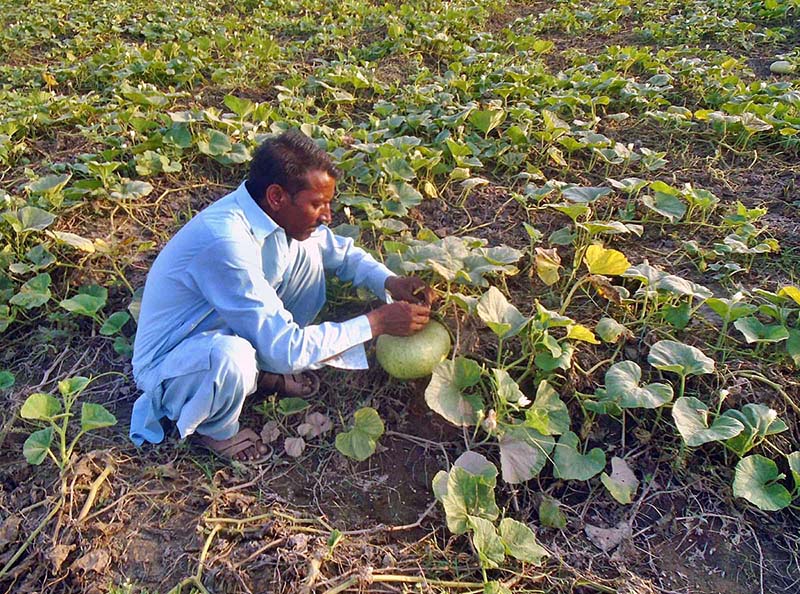 Farmers busy in preparing land for next crop by using old method at Jhang Road