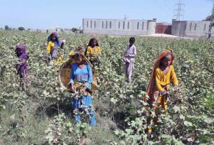  Farmer girls picking cotton in the cotton field.