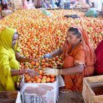 Women workers busy in packing tomatoes in wooden boxes at vegetables market