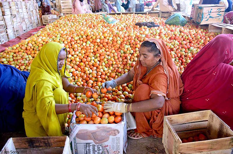 Women workers busy in packing tomatoes in wooden boxes at vegetables market