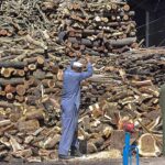 Labourer busy in cutting wood into pieces at his workplace in Federal Capital.