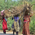 Gypsy women on the way carrying a huge bundle of dry branches of a tree for fuel purpose towards their destination.