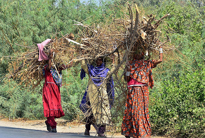 Gypsy women on the way carrying a huge bundle of dry branches of a tree for fuel purpose towards their destination.