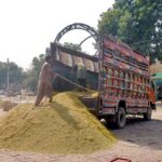 A worker is busy in unloading rice crop at Grain Market