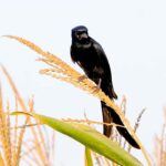 A beautiful black Drongo bird sitting on a corn plant