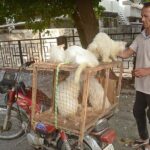 A vendor displaying and selling cats at Bird Market