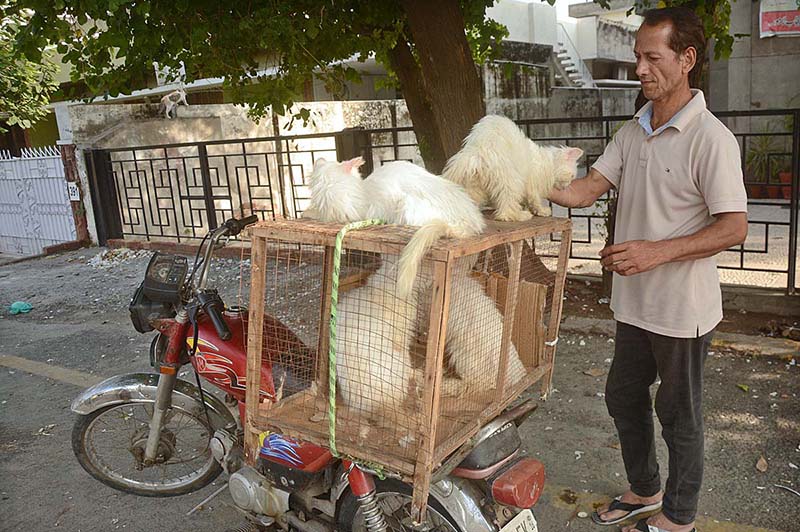 A vendor displaying and selling cats at Bird Market