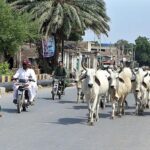 Bulls freely walking on road creating hurdle in smooth flow of traffic and needs the attention of the concerned authorities.