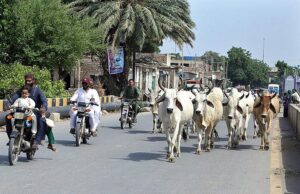 Bulls freely walking on road creating hurdle in smooth flow of traffic and needs the attention of the concerned authorities.