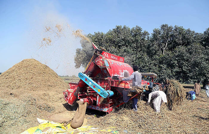 Farmers busy in threshing rice crop in their field with help of thresher machine at near Husri.