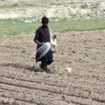 Farmer busy in spreading fertilizer in his farm field.