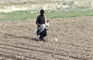 Farmer busy in spreading fertilizer in his farm field. 