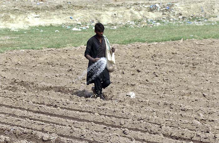 Farmer busy in spreading fertilizer in his farm field.