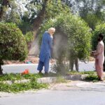 Workers are busy in trimming plants on the Vehari Road.