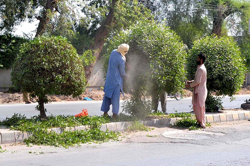 Workers are busy in trimming plants on the Vehari Road.