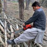 A person cutting tree branches at his tree farm in preparation of upcoming winter season.