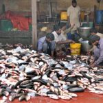 Labourers are busy in cleaning fish at Fish Market