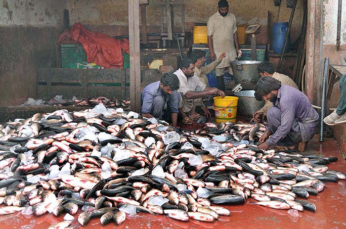 Labourers are busy in cleaning fish at Fish Market