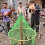 Customers buying birds from a roadside vendor at Bird Market