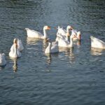 A flock of ducks floating in the water pond at Jillani Park.