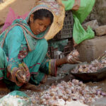 A female labourer is busy sorting good quality garlic at a Vegetable Market