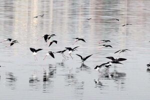 An attractive view of birds flying over the pond. 