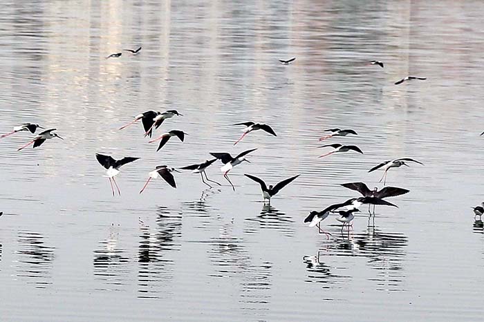 An attractive view of birds flying over the pond.