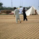 A farmer spreading the fresh rice crop for drying purpose in his field