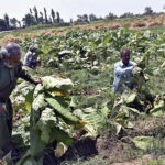 Farmers harvesting Tobacco in rural area of the city