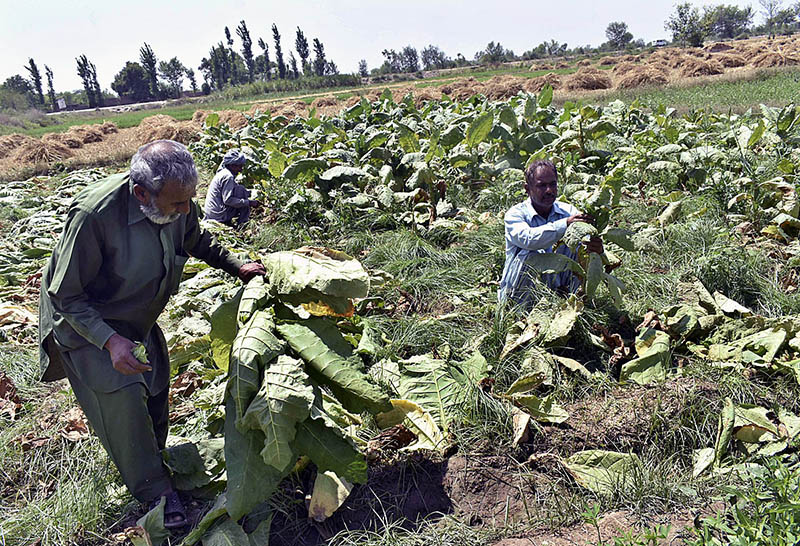 Farmers harvesting Tobacco in rural area of the city