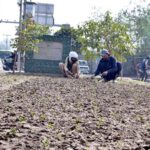 PHA workers excavate the ground near the Panjab University to grow new seasonal plants