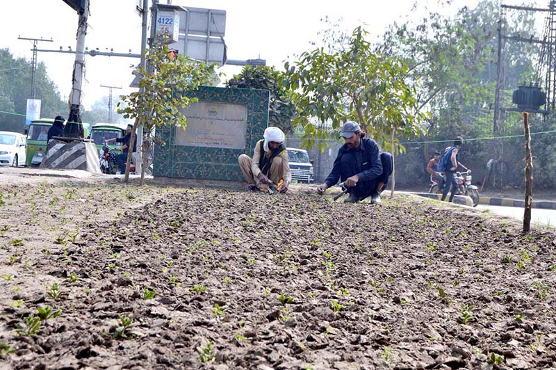 PHA workers excavate the ground near the Panjab University to grow new seasonal plants