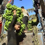Laborers busy in off loading bananas from delivery truck at Fruit Market