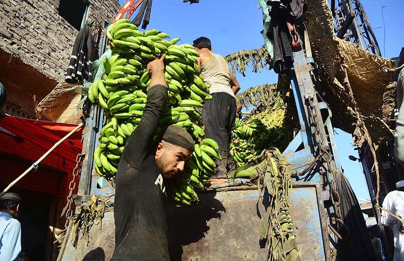 Laborers busy in off loading bananas from delivery truck at Fruit Market