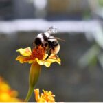A honey-bee extracts nectar from a seasonal flower near Sarfaranga Desert