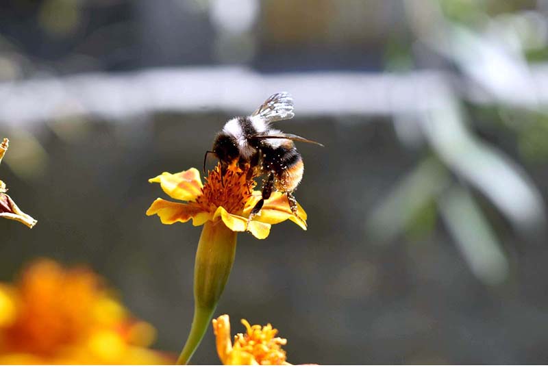A honey-bee extracts nectar from a seasonal flower near Sarfaranga Desert